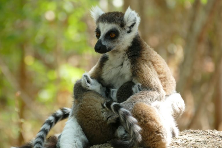 Madagaskar