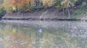 Teich am Stellplatz 27.10.21 Bernsfeld