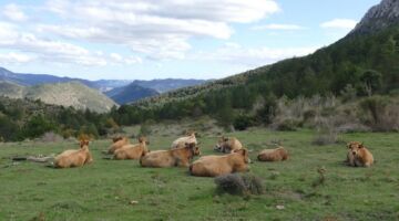 Alm 02.11.21 Peyrepertuse