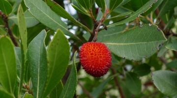 Baumfrucht 02.11.21 Peyrepertuse