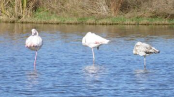 NP El Cortalet 04.11.21 Empuriabrava