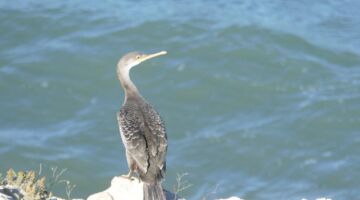 Komoran 06.11.21 L’Escala