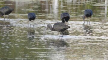 L´Ebre Delta 21.11.21 Sant Jaume d’Enveja
