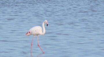 L´Ebre Delta 21.11.21 Sant Jaume d’Enveja