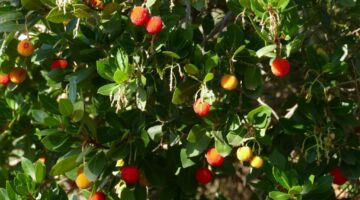 Erdbeerbaum 23.11.21 Benicàssim