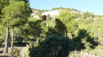 Aleppo-Kiefern 12.12.21 Yecla “ Monte Arabí „