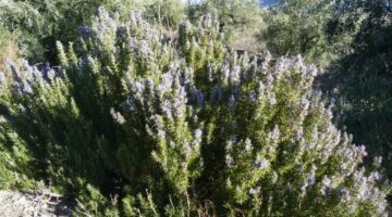 Rosmarin 31.12.21 Canjáyar