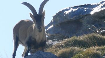 Iberischer Steinbock 02.01.22 Trevélez