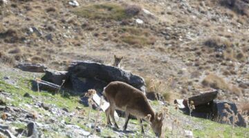 Iberischer Steinbock 04.01.22 Capileira