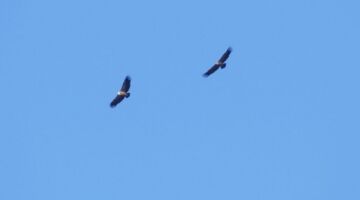 Gänsegeier 15.01.22 Puerto de Serrano