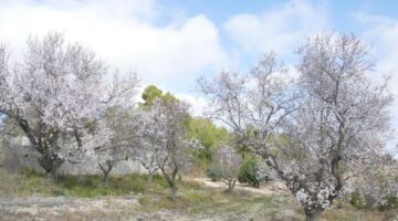 Mandelbäume 08.02.22 El Catllar