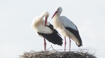 13.02.22 Pierrelatte