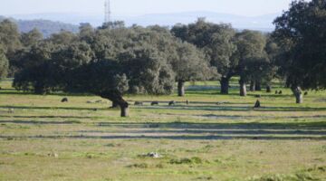 Fregenal de la Sierra Iberische Schweine