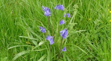 Le Treport Glockenblumen