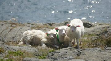 Wanderung Kalvehageneset