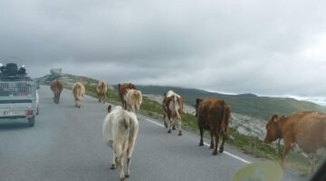 Landschaftsroute Valdresflye