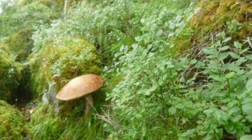 Wanderung Bolgvatnet-See