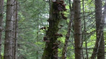 Wanderung auf den Furukollen