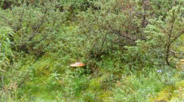 Wanderung Espedalen Riesenfliegenpilz