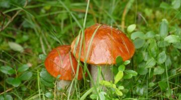 Wanderung Vinstra Pilze