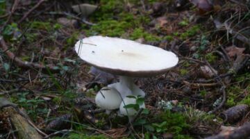 Wanderung Vinstra Pilze