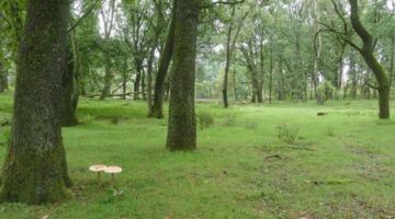 Schneverdingen Riesenpilze