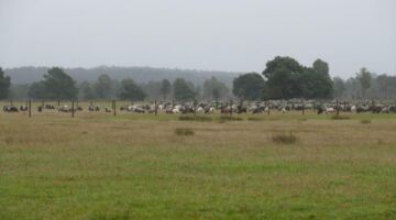 Schneverdingen Pietzmoor