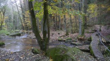 Leuchtenberg Schafssteg