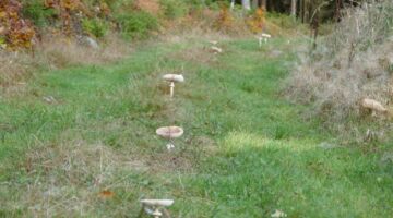 Oberviechtach Goldsteig-Panorama-Tour