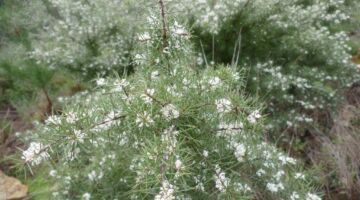 Loriga Levada-Wanderung Frühlingsboten
