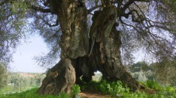 ältester Olivenbaum Portugals