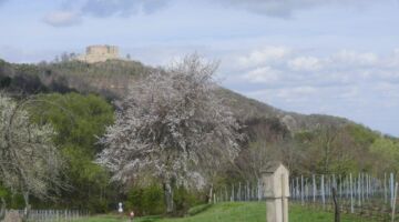 Von Diedesfeld auf die Kalmit