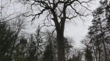 Schaidter Westwallweg Bismarckeiche