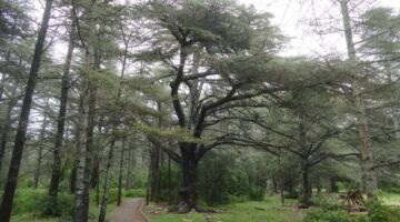 Forêt de Cèdres