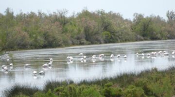 Salin-de-Giraud junge Flamingos