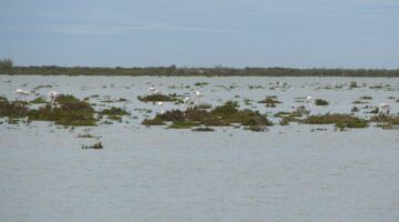 Salin-de-Giraud Digue á la mer