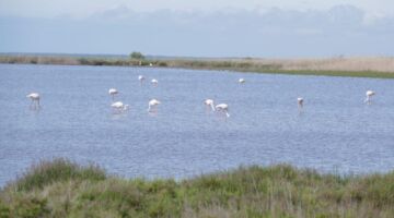 Camargue