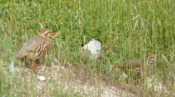 Bédarieux Pic de Tantajo