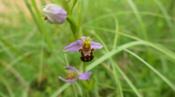 cingle de Trémolat Orchidee