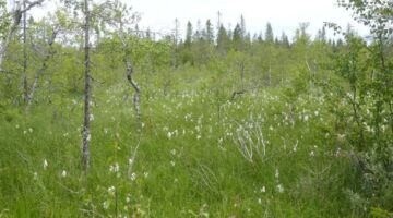 Naturreservat Ledstart Blomtäkt