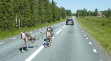 Rentiere auf der E45
