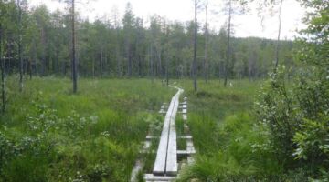 Arvidsjaur Prästtjärnsstigen Blomsterstieg