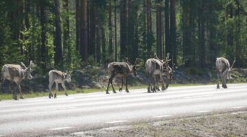 Fahrt zum Storforsen