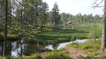 Wanderung zur Pielpajarvi Wildniskirche