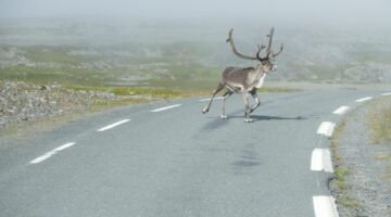 Landschaftsroute Varanger Achtung Rentier