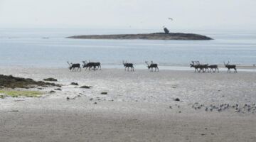 Landschaftsroute Varanger
