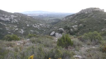 Rossell Moleta del Termen