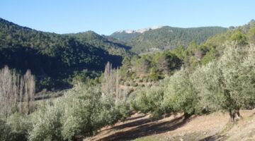 Villaverde de Guadalimar Los Picarazos