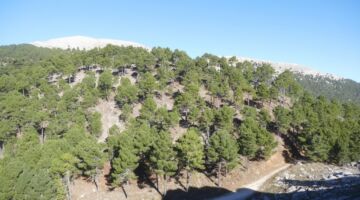 Villaverde de Guadalimar Los Picarazos