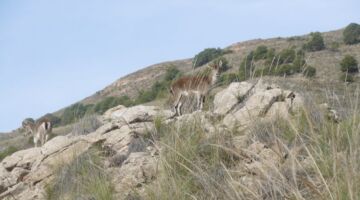 Canillas de Aceituno Sendero el Saltillo